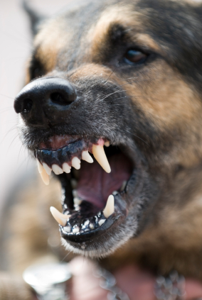 Scary dog shows his teeth. Our Dublin, Ohio dog bite lawyers can help get you a settlement.